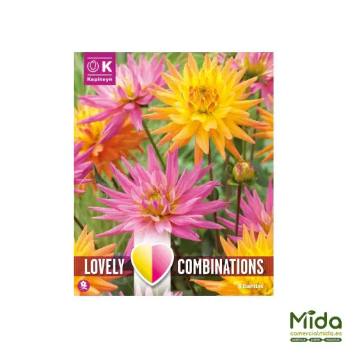 Algodón Egipcio 100% Kapiteyn Bulbos de DAHLIA DECORATIVA KARMA ROSA Y NARANJA